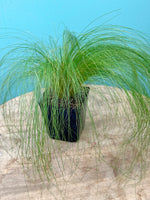 Mexican Feather Grass 1G