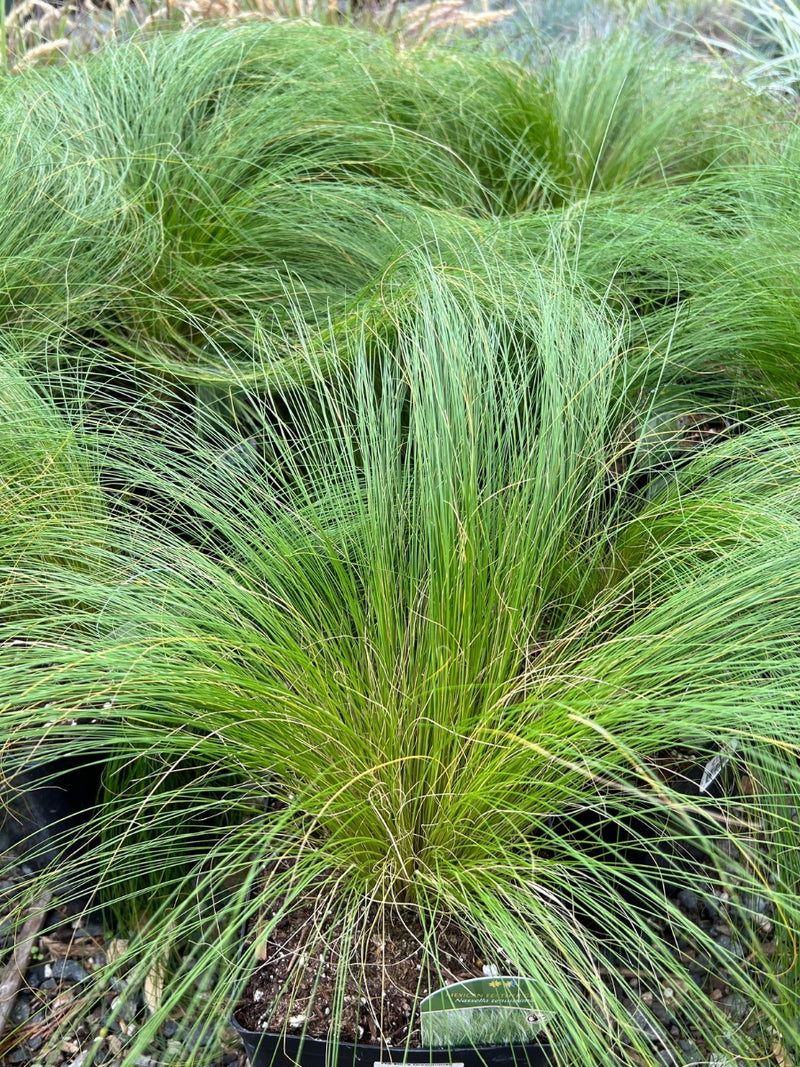 Mexican Feather Grass 1G