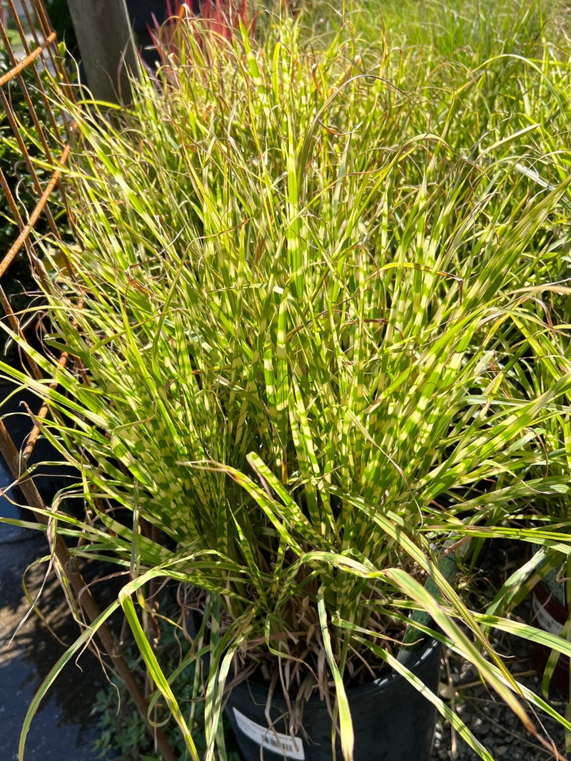 Miscanthus 'Gold Bar' Maiden Grass 1G