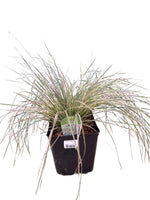 Hairgrass Deschampsia 'Northern Lights' 1G