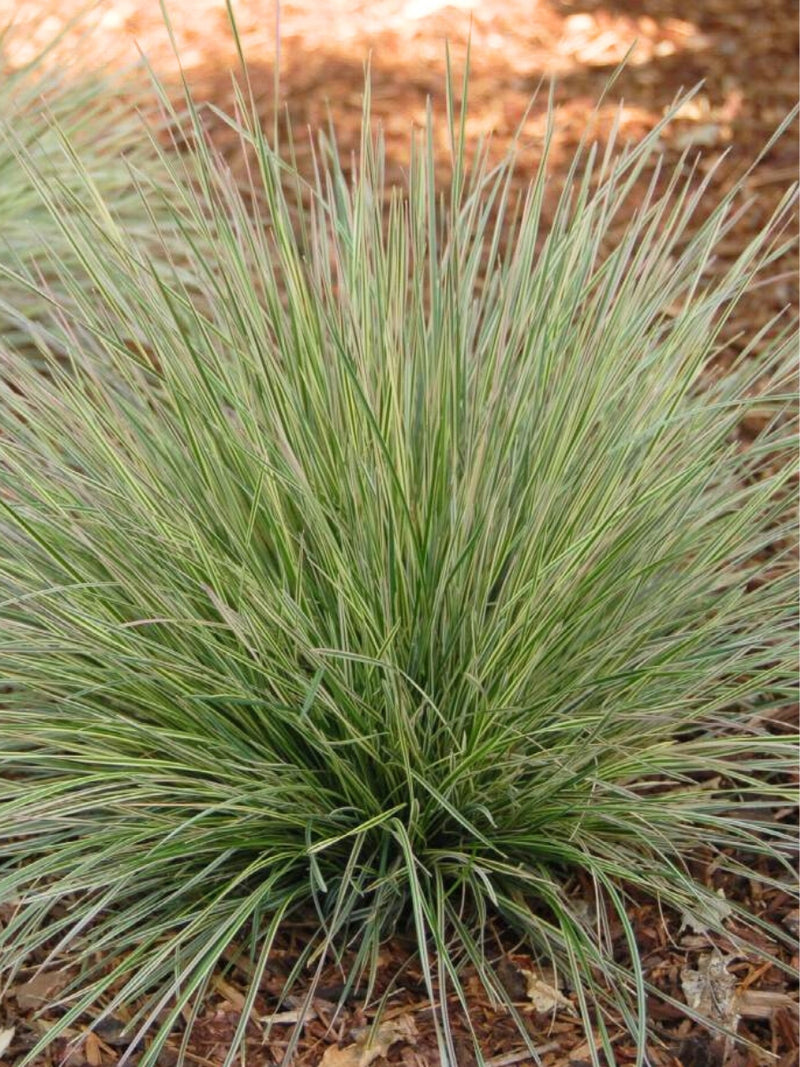 Hairgrass Deschampsia 'Northern Lights' 1G