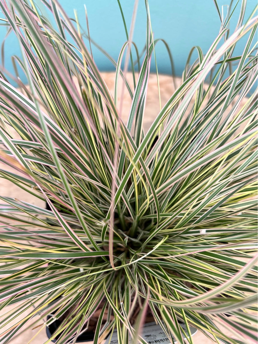 Hairgrass Deschampsia 'Northern Lights' 1G