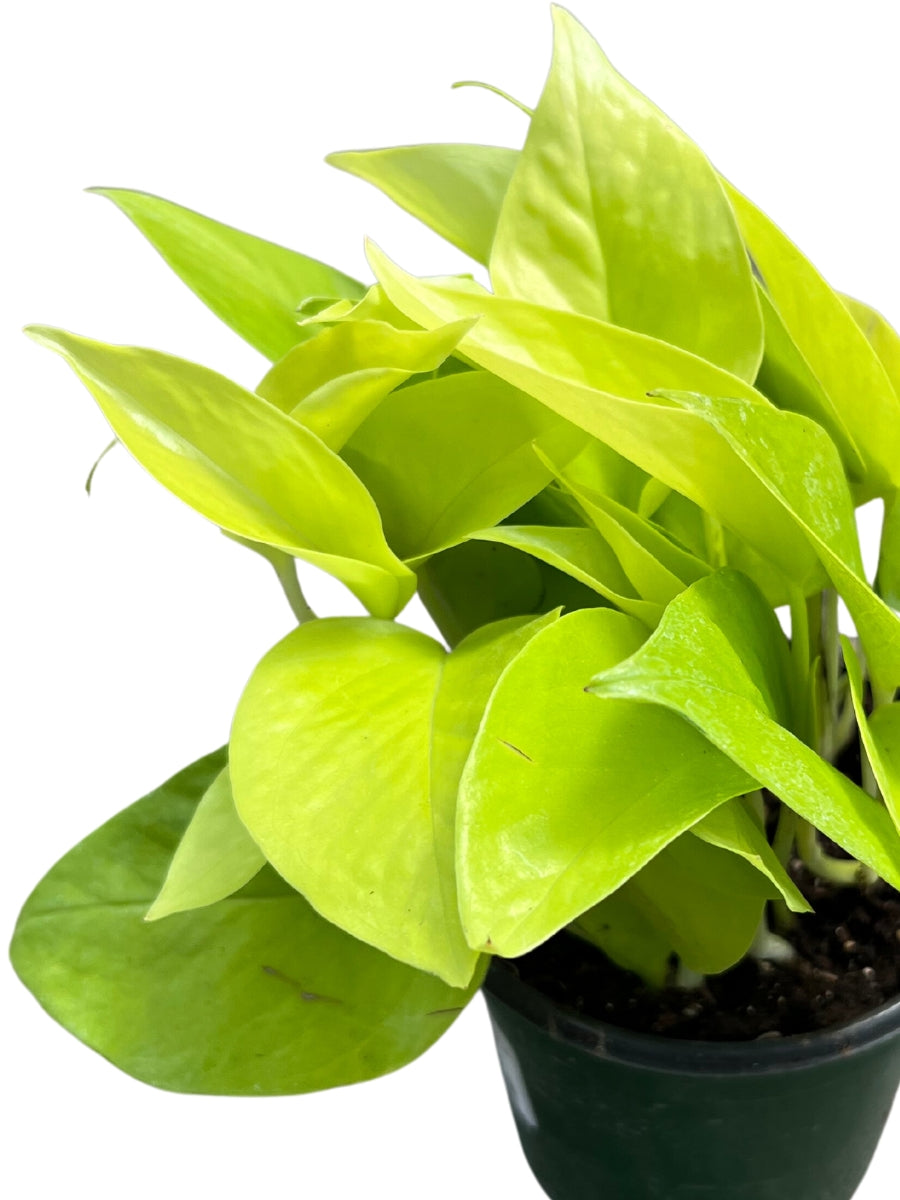 Pothos 'Neon' 4