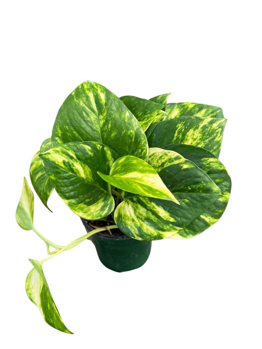 osmocote for pothos Pothos 'Golden'