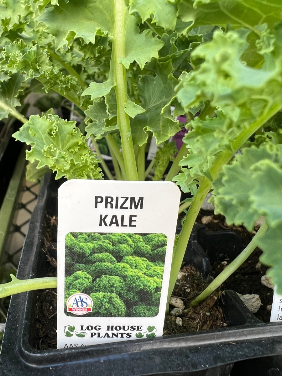 Organic Jumbo 6 Pack | Kale