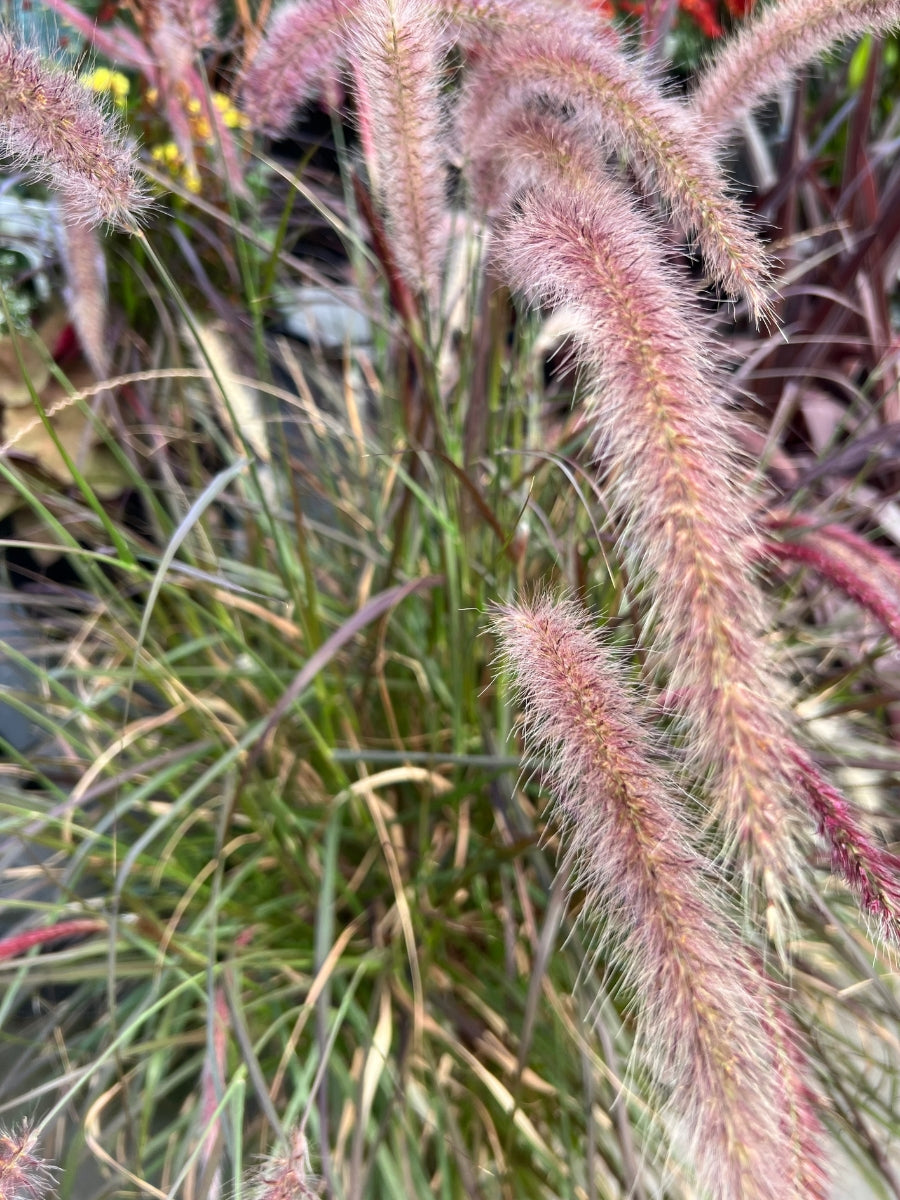 Purple Fountain Grass