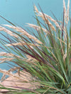 Mendocino Reed Grass 1G