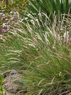 Mendocino Reed Grass 1G