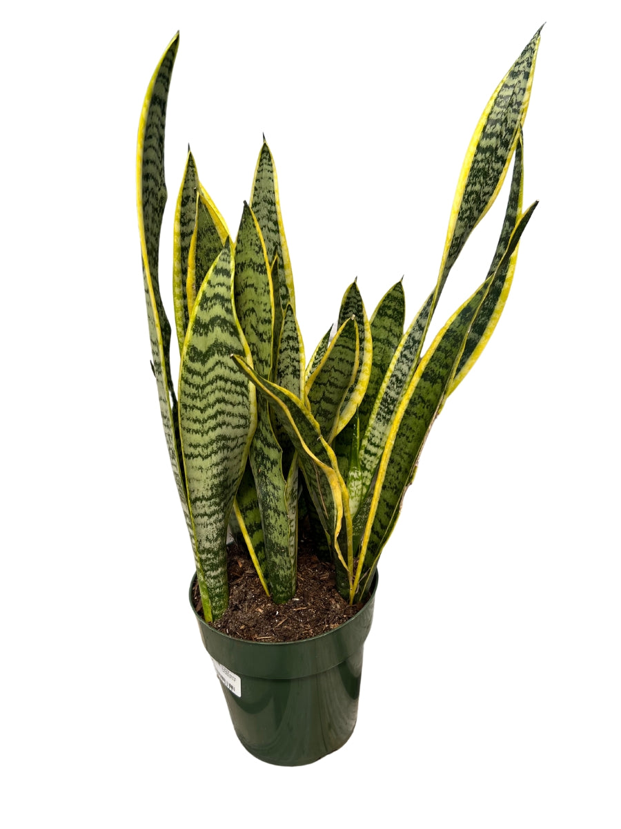 Sansevieria Laurentii 6