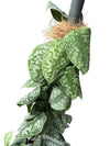 Scindapsus pictus 'Silver Satin' Totem 10"
