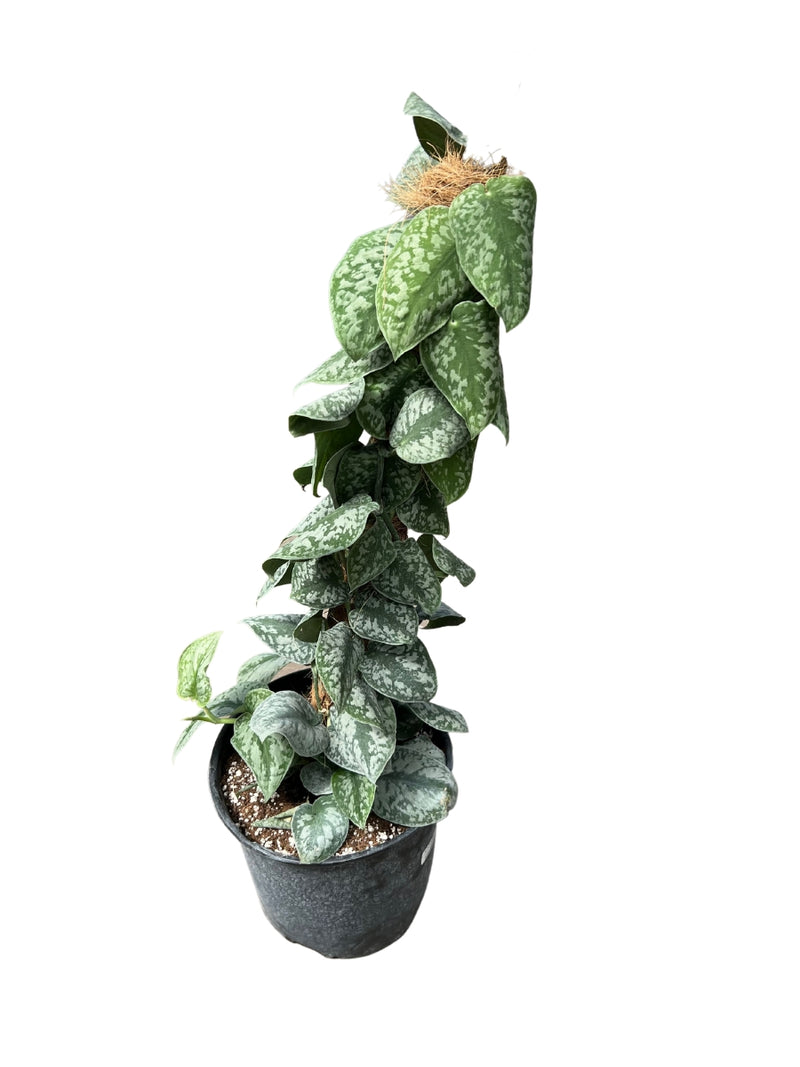 Scindapsus pictus 'Silver Satin' Totem 10"