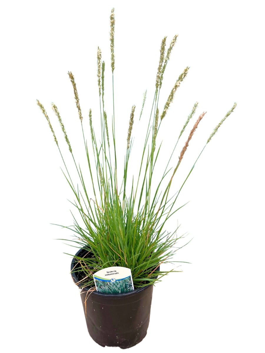 Sesleria autumnalis 'Autumn Moor' Grass 1G