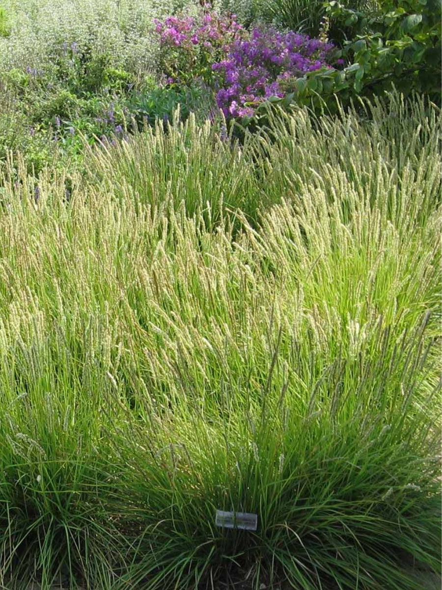 Sesleria autumnalis 'Autumn Moor' Grass 1G