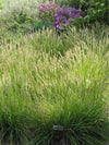 Sesleria autumnalis 'Autumn Moor' Grass