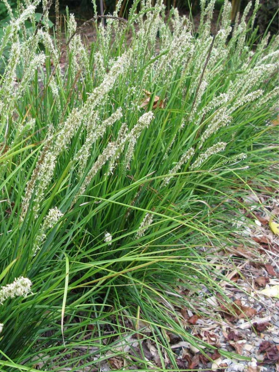 Sesleria autumnalis 'Autumn Moor' Grass 1G