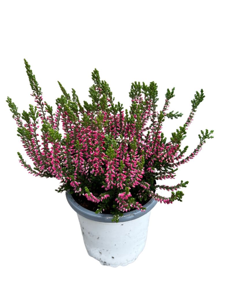 Calluna Heather Siska 4"