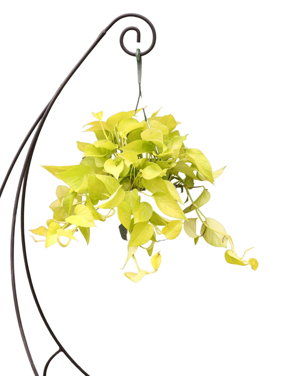 hanging pots for pothos Hanging Basket Pothos 'Neon Queen' – Watson's Greenhouse