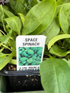 Organic Jumbo 6 Pack | Spinach