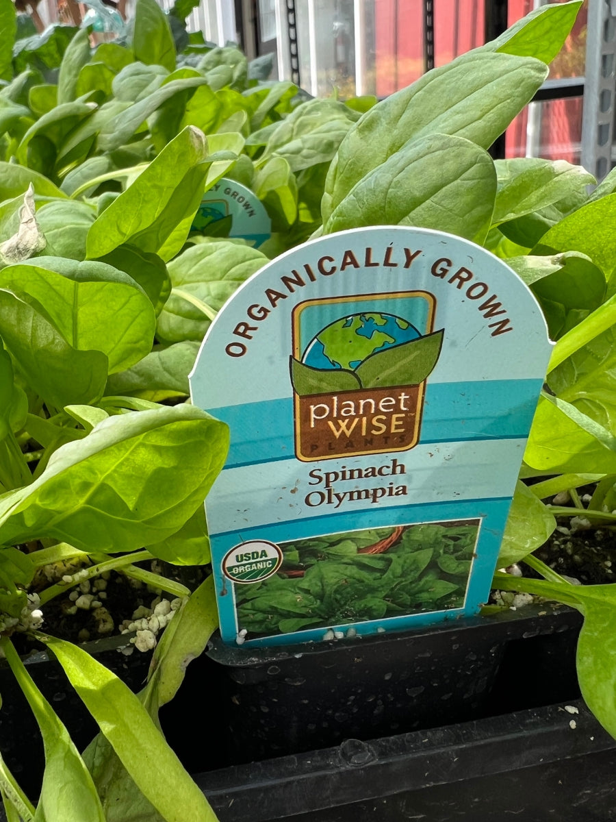 Organic Jumbo 6 Pack | Spinach