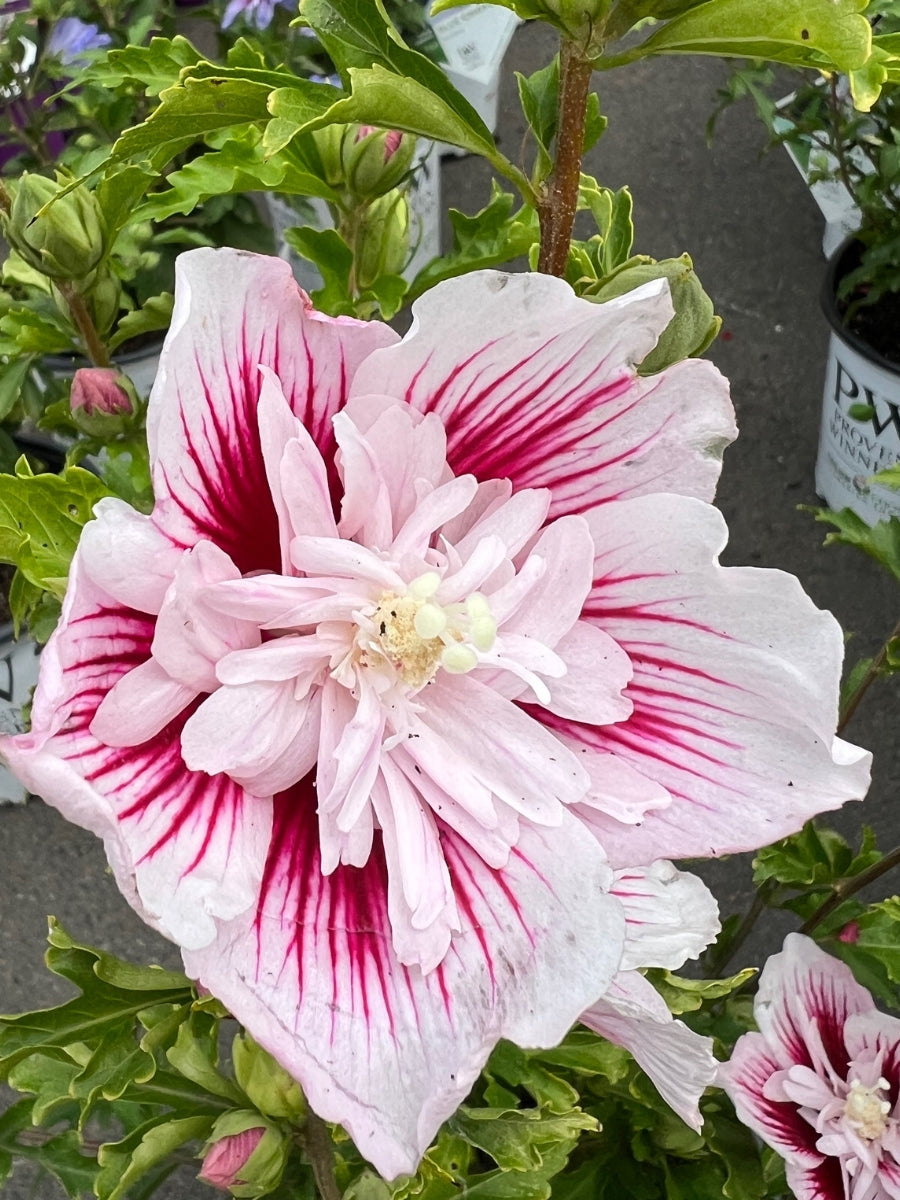 Rose of Sharon Starblast Chiffon™ 2G
