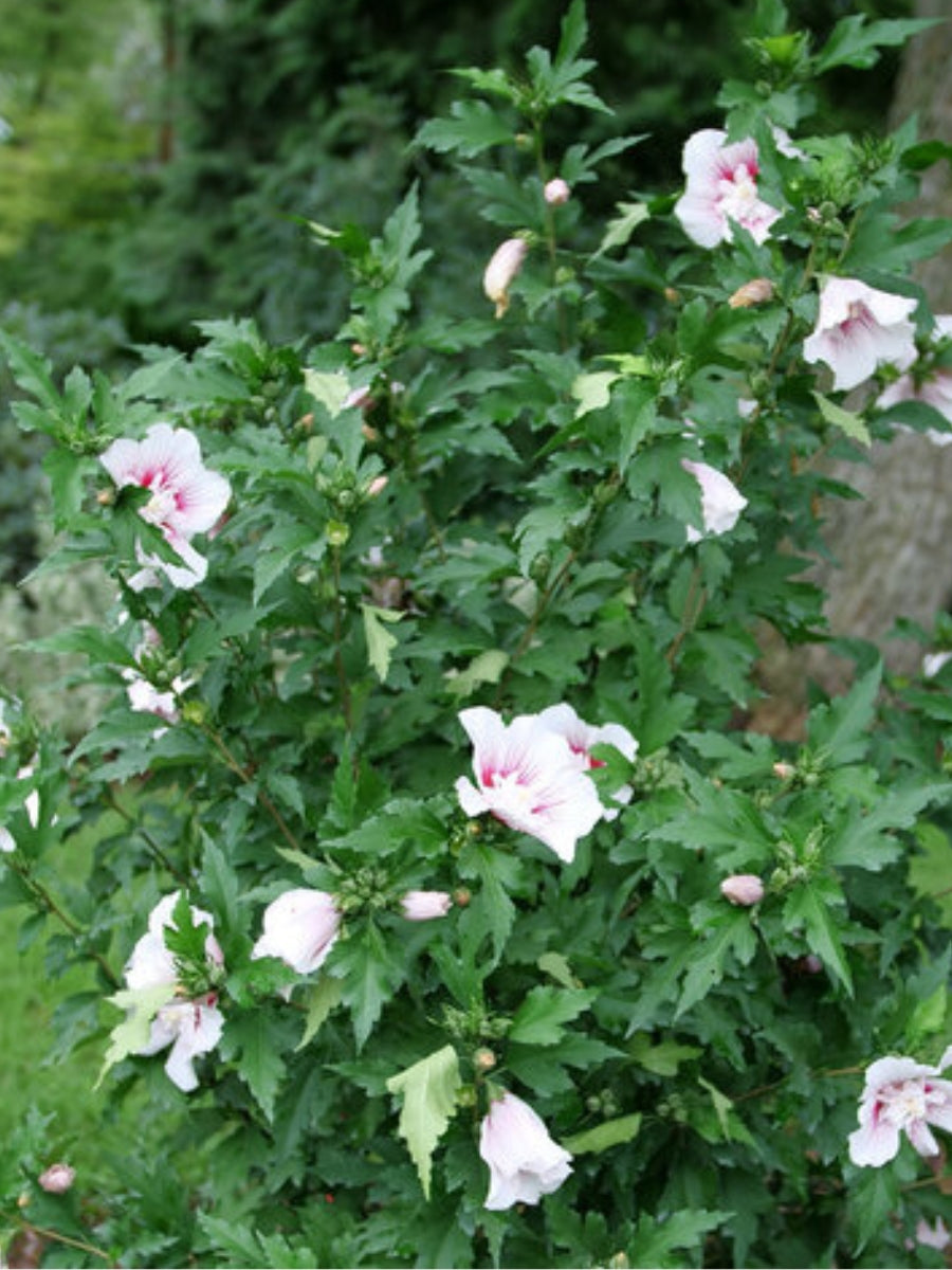 Rose of Sharon Starblast Chiffon™ 2G