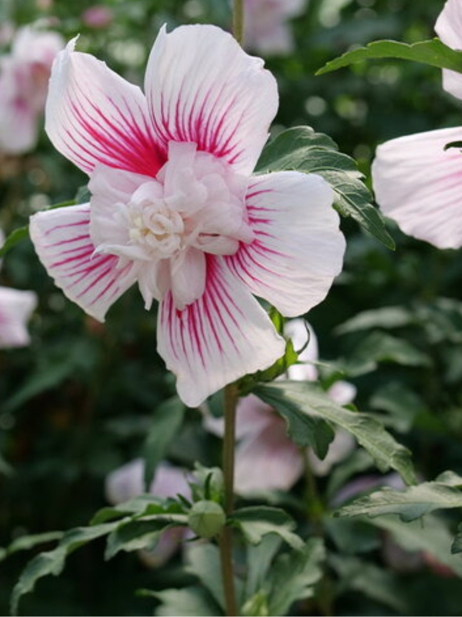 Rose of Sharon Starblast Chiffon™ 2G
