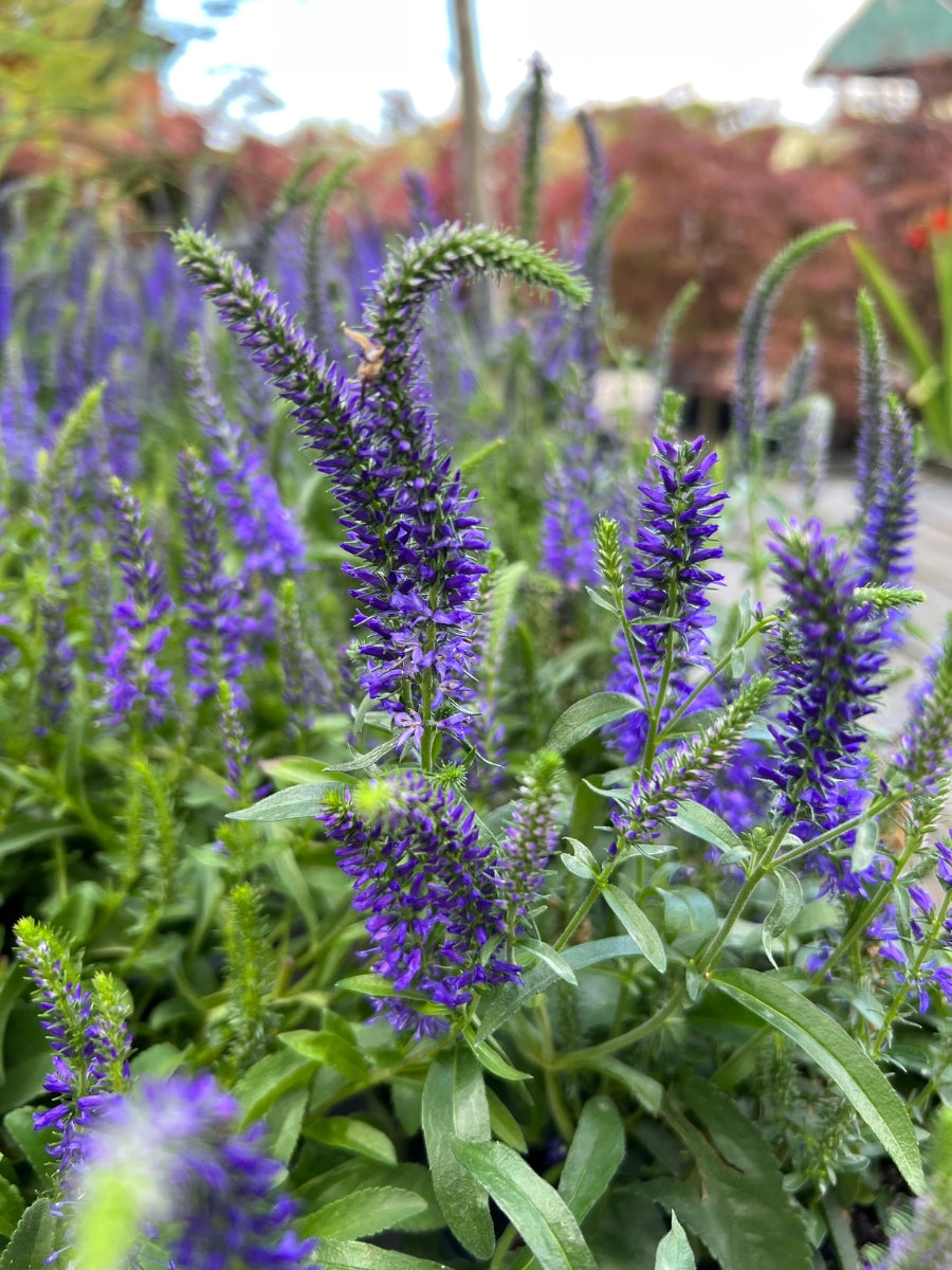 Veronica Speedwell 'Wizaed of Ahhs' 1G