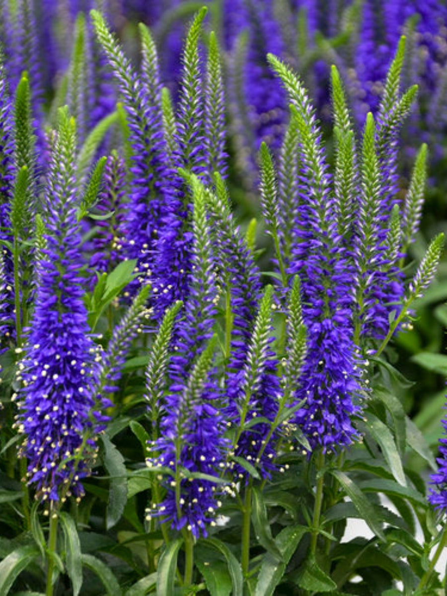 Veronica Speedwell 'Wizaed of Ahhs' 1G