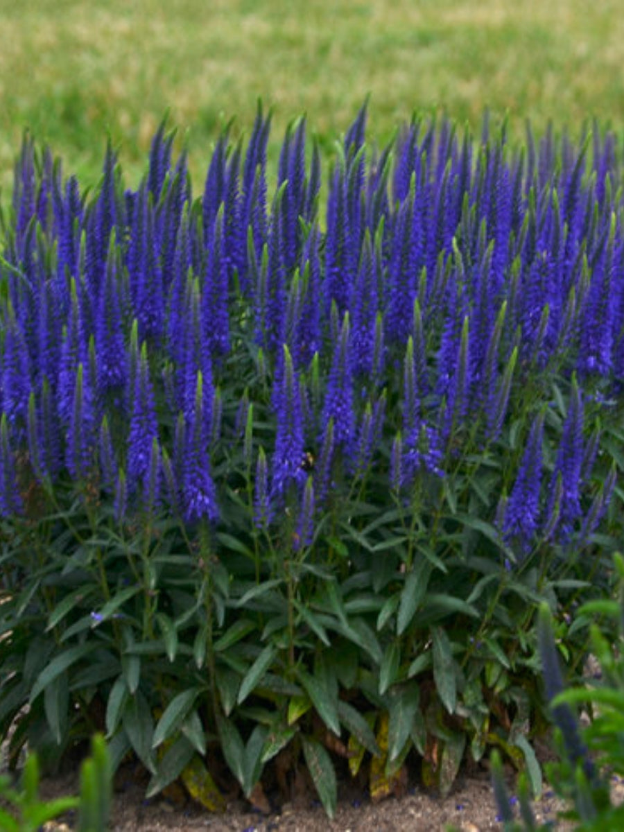 Veronica Speedwell 'Wizaed of Ahhs' 1G