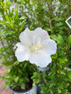 Rose of Sharon 'White Pillar' 2G