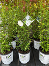 Rose of Sharon 'White Pillar' 2G