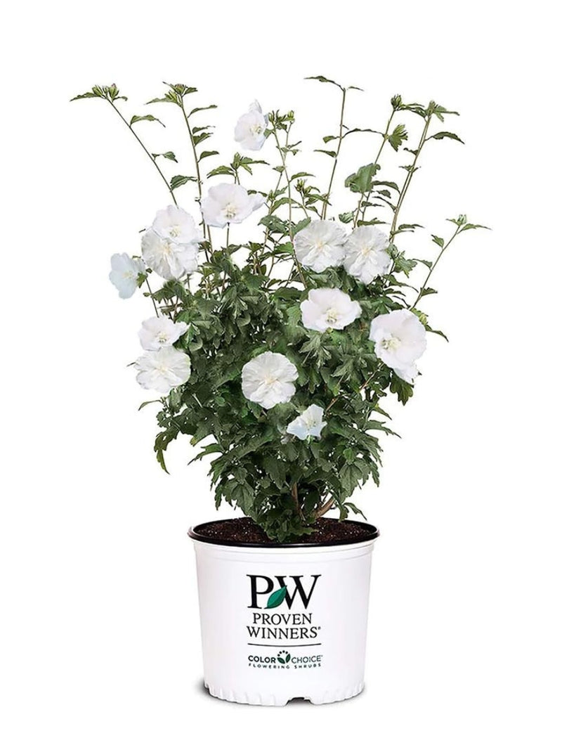 Rose of Sharon 'White Pillar' 2G