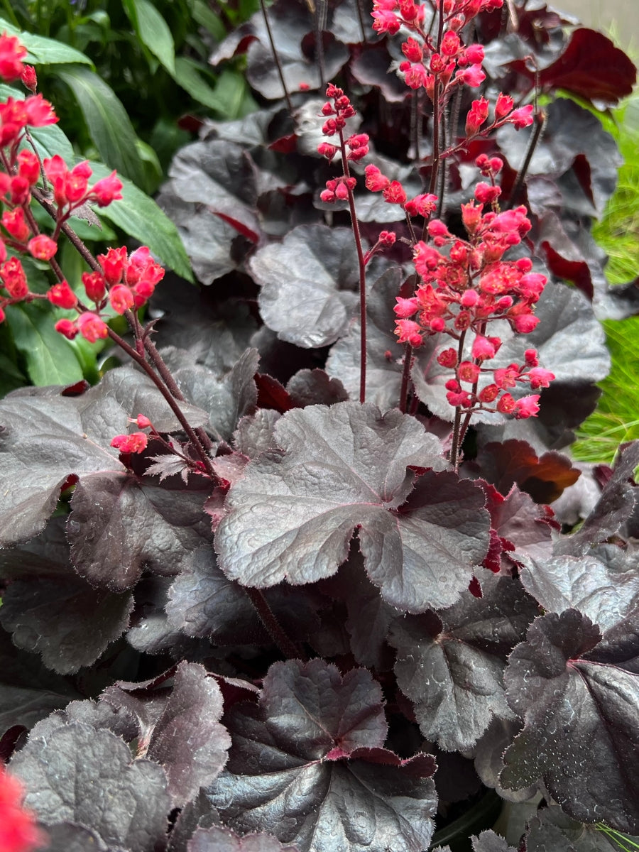 Heuchera 'Black Forest Cake' 1G