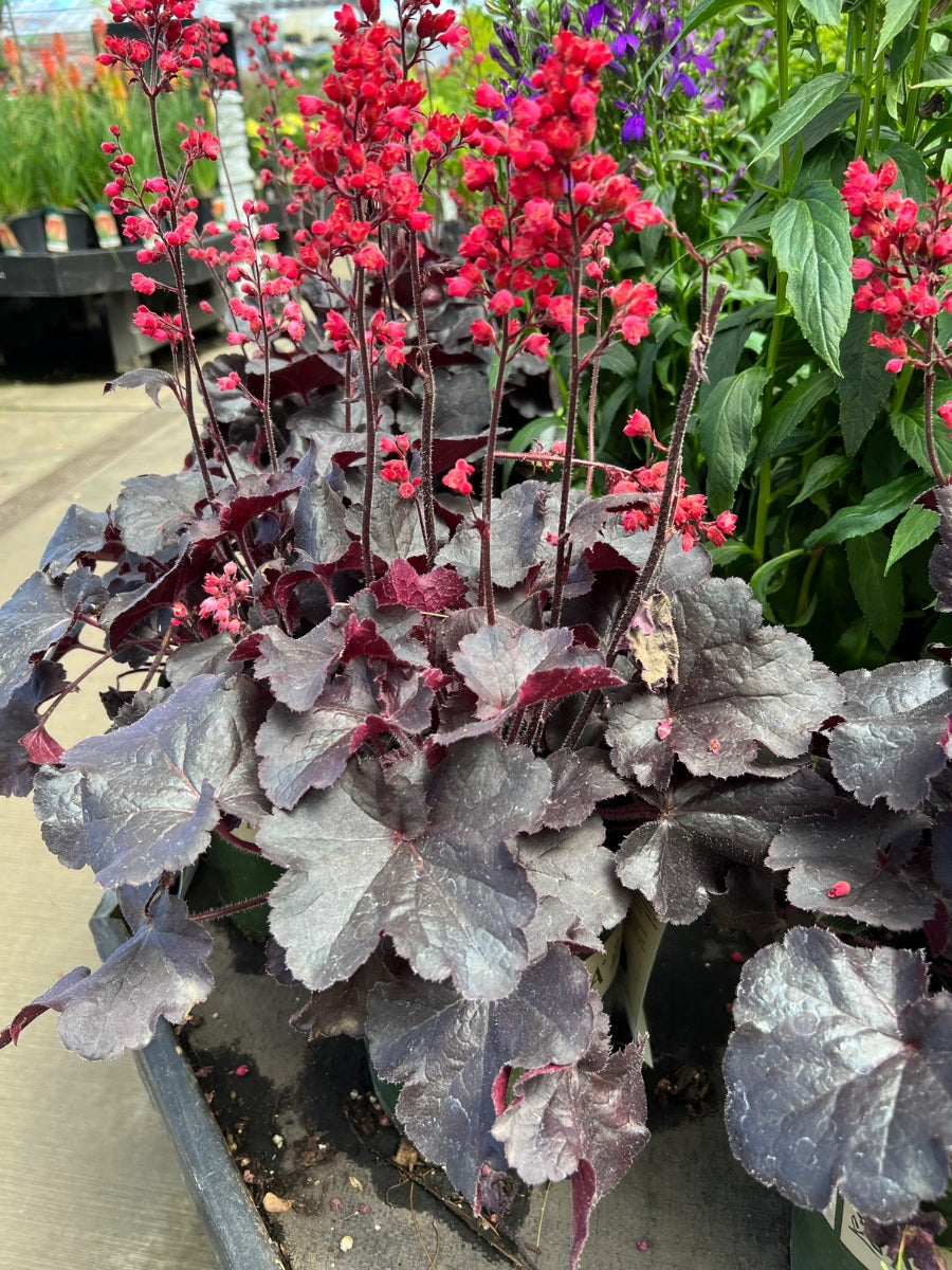 Heuchera 'Black Forest Cake' 1G