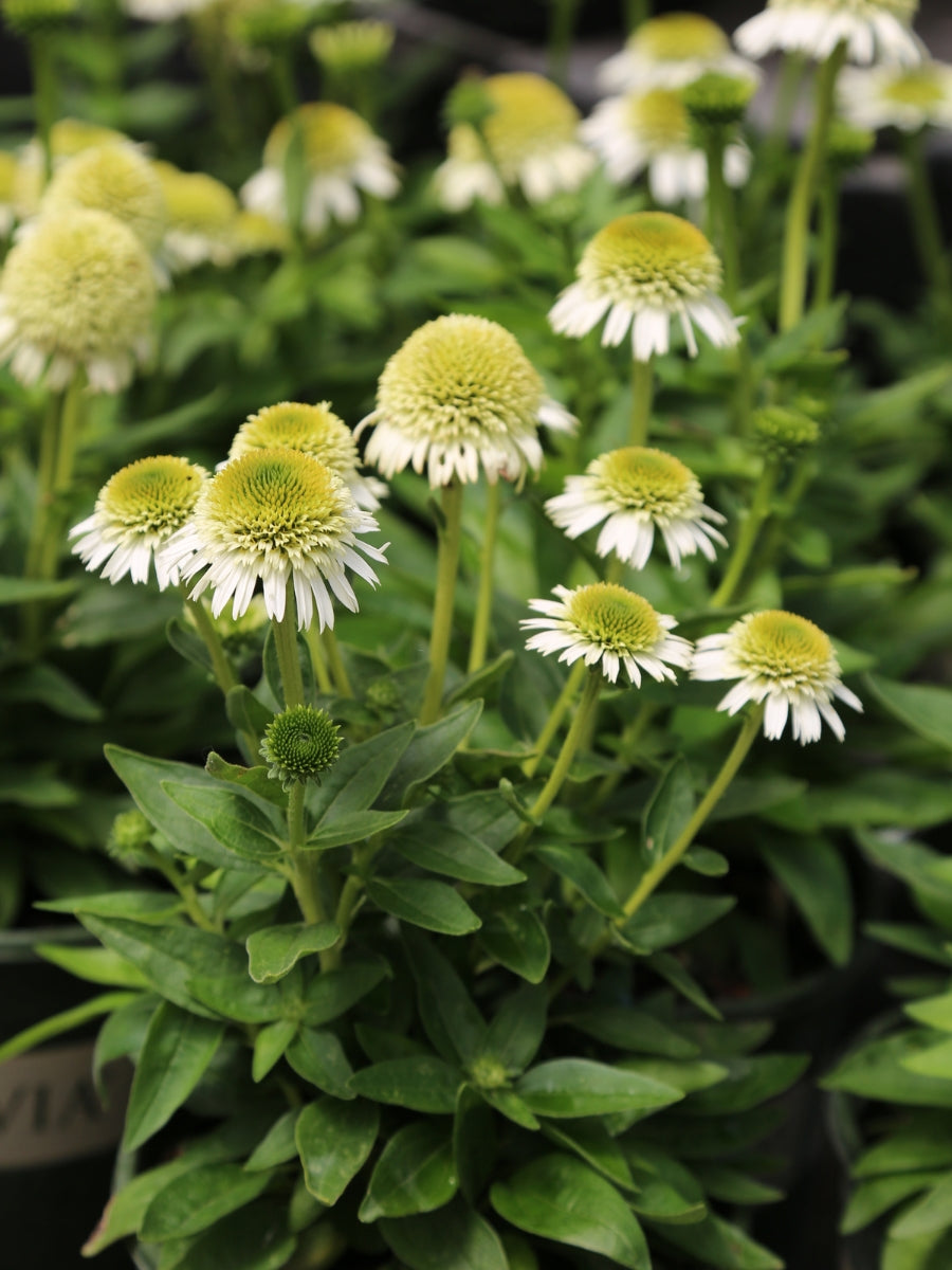 Echinacea 'Delicious Nougat' 1G