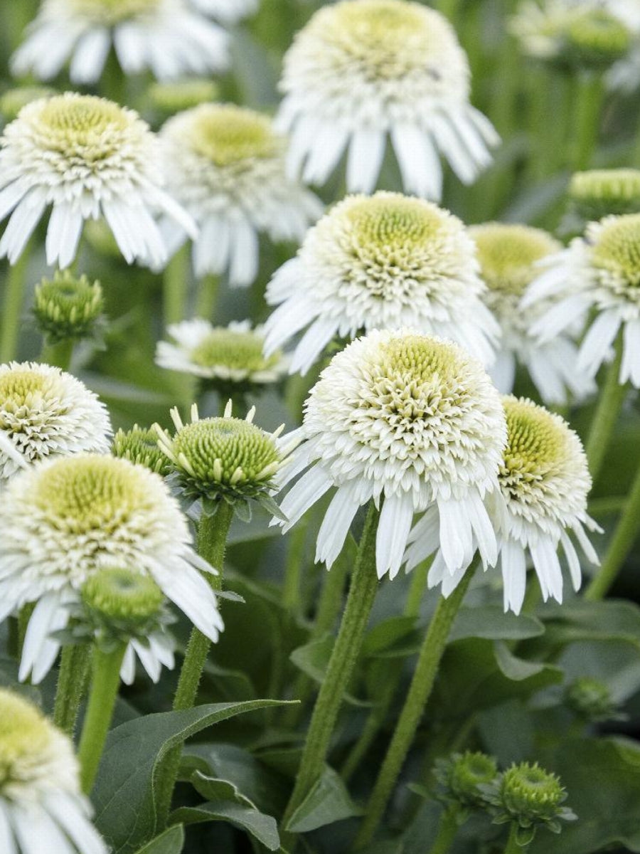 Echinacea 'Delicious Nougat' 1G