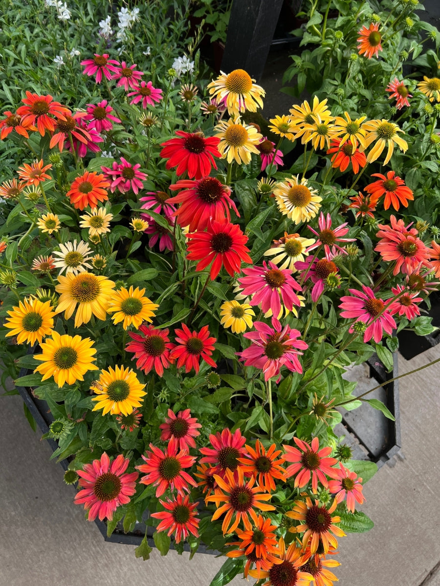 Echinacea 'Cheyenne Spirit' 4''