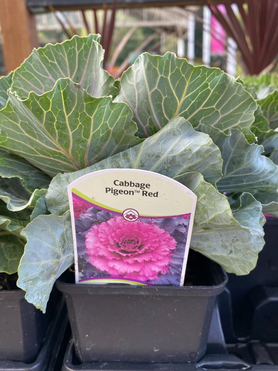Ornamental Cabbage Kale 'Pigeon Red'