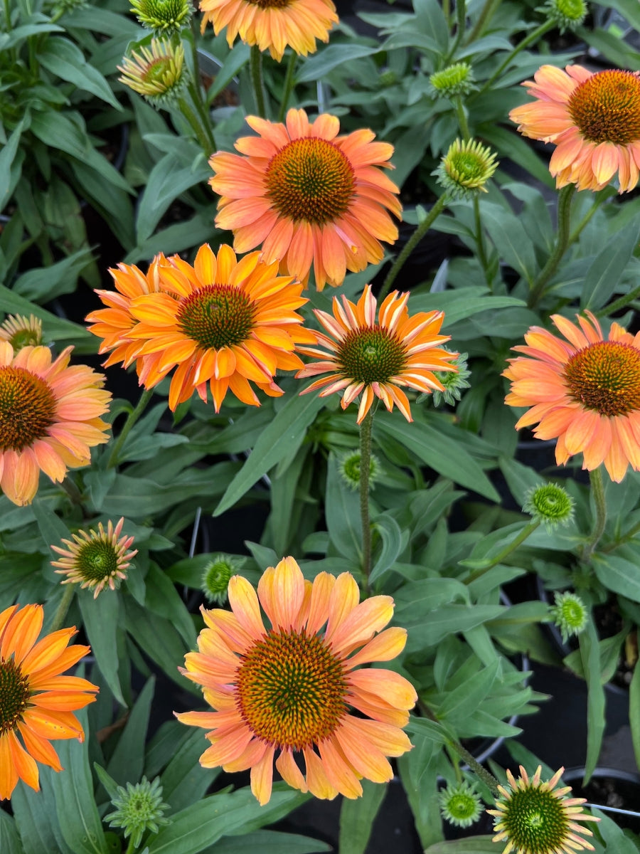 Echinacea Prima™ 'Ginger' 1G