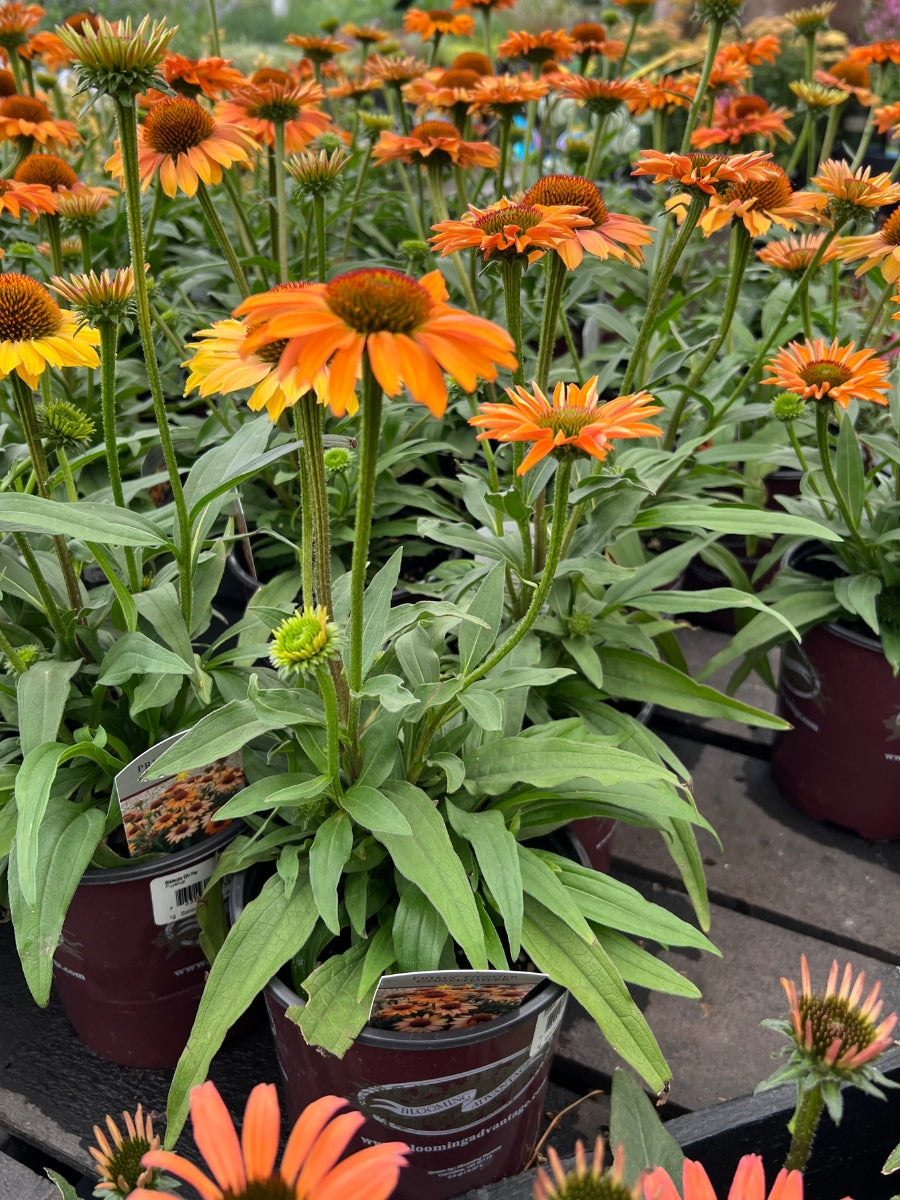 Echinacea Prima™ 'Ginger' 1G