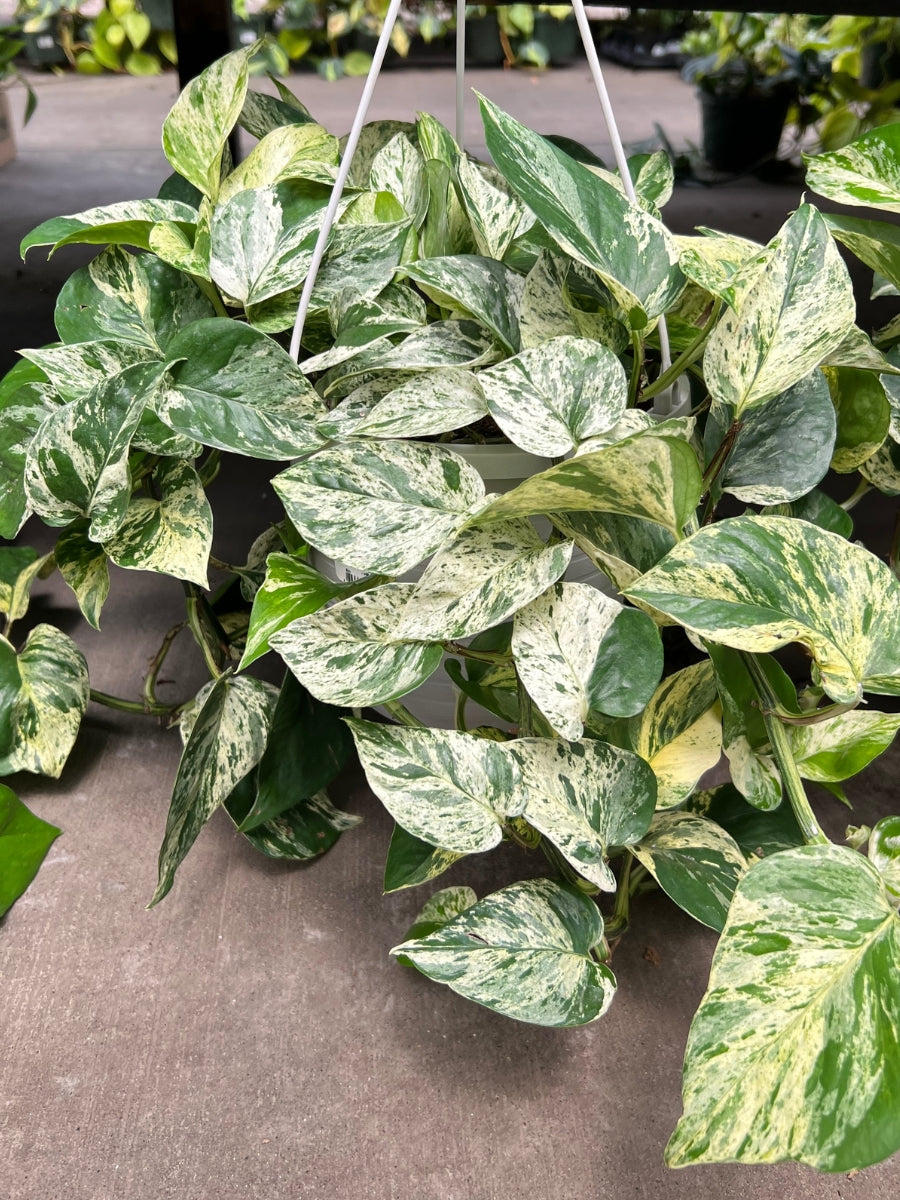 Pothos 'Marble Queen' Hanging Basket 8