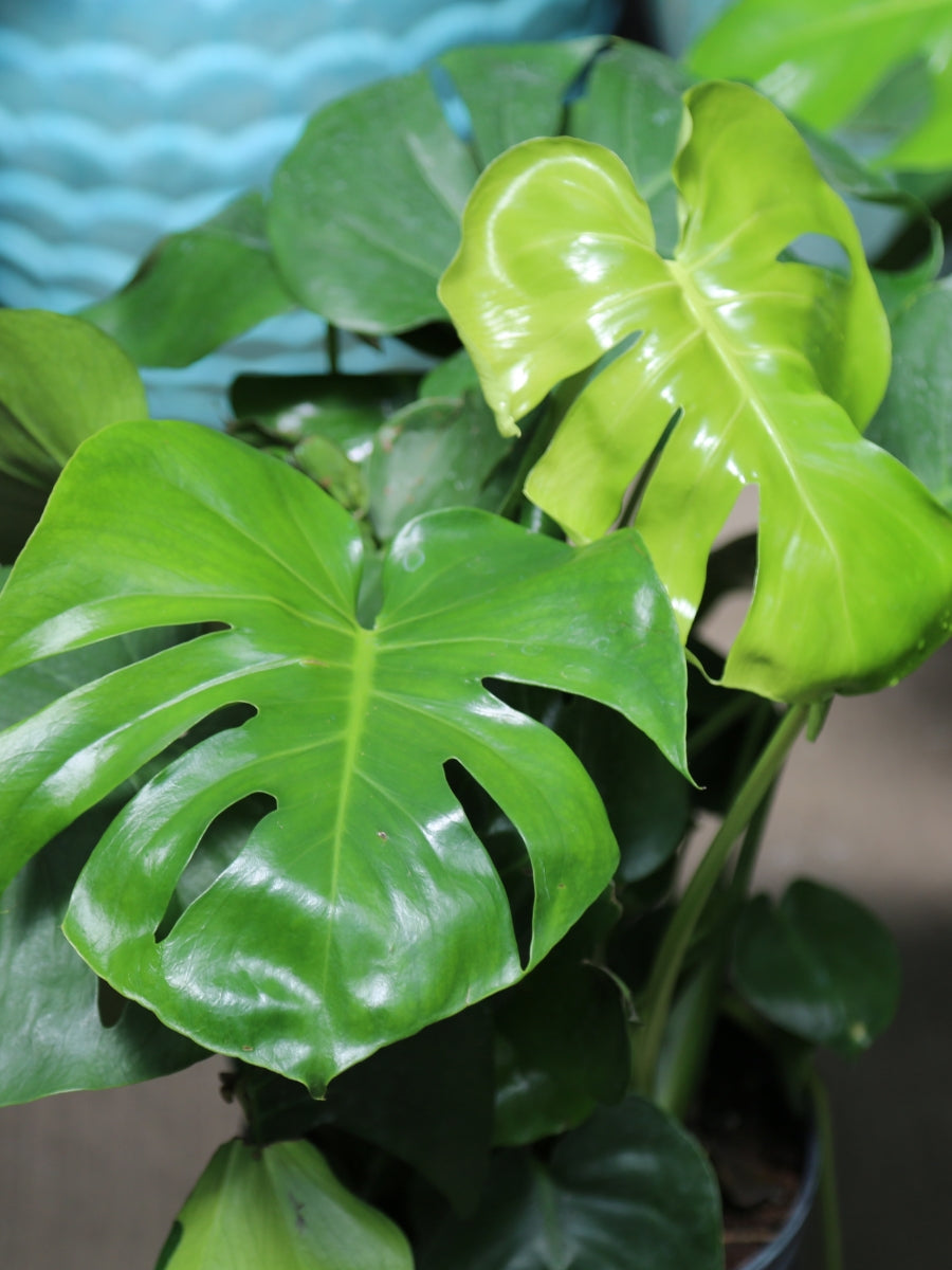 Philodendron Monstera Split Leaf 10”