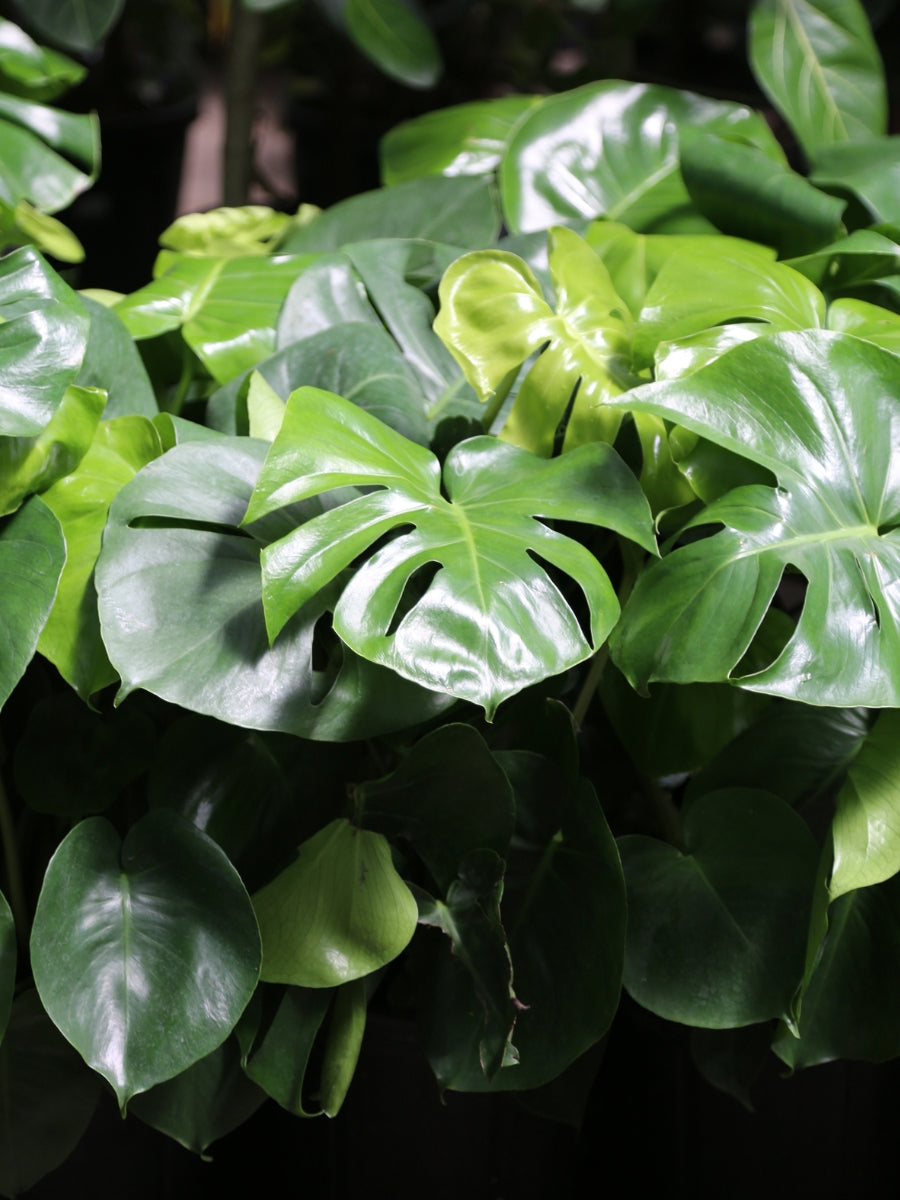 Philodendron Monstera Split Leaf 10”