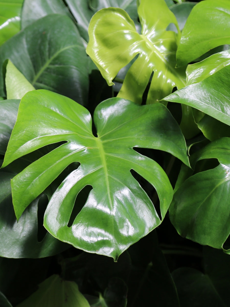 Philodendron Monstera Split Leaf 10”