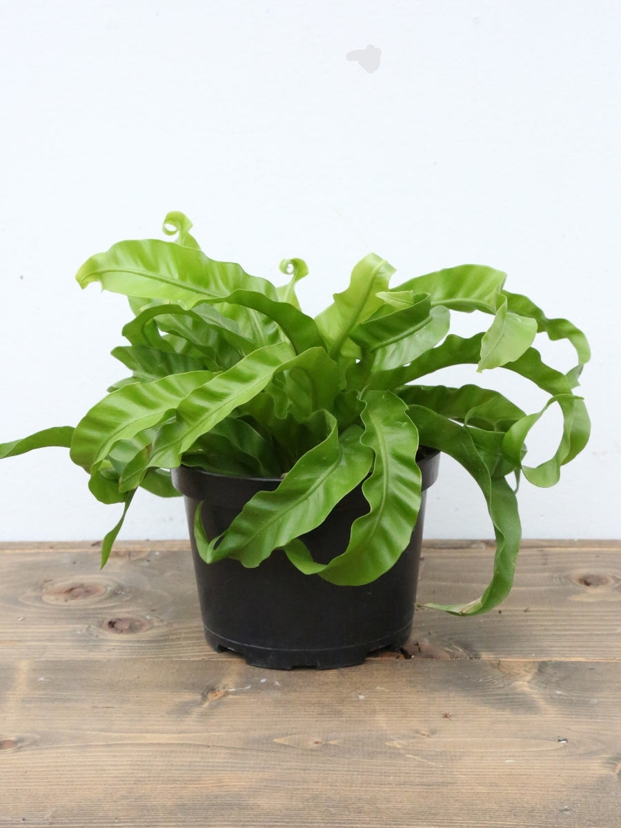 Hurricane Bird's Nest Fern 6"