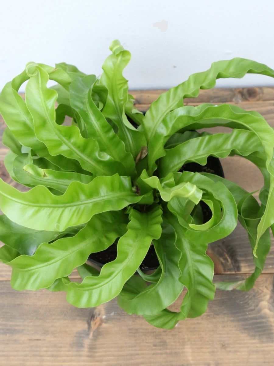 Hurricane Bird's Nest Fern 6"