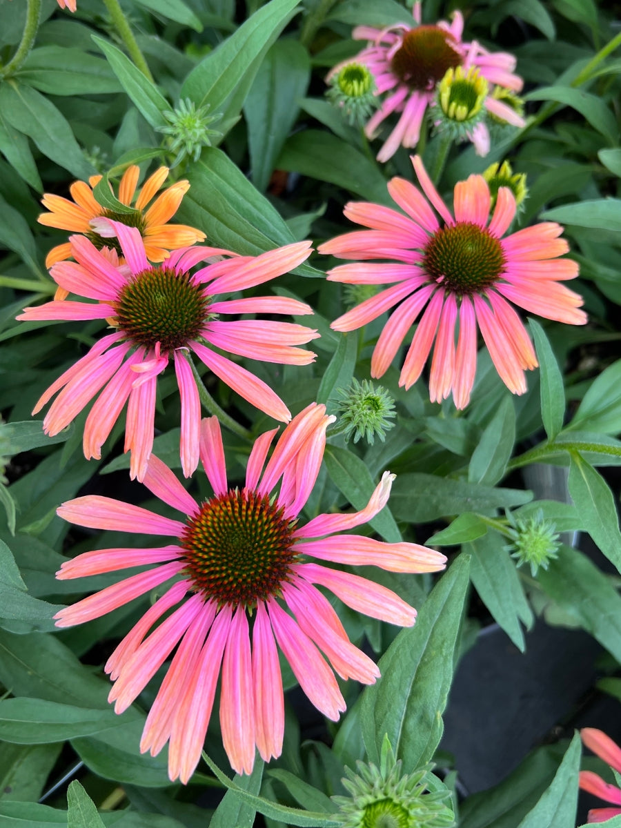 Echinacea Butterfly™ Rainbow Marcella 1G