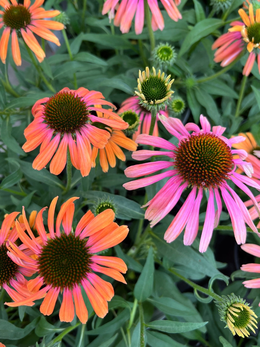 Echinacea Butterfly™ Rainbow Marcella 1G