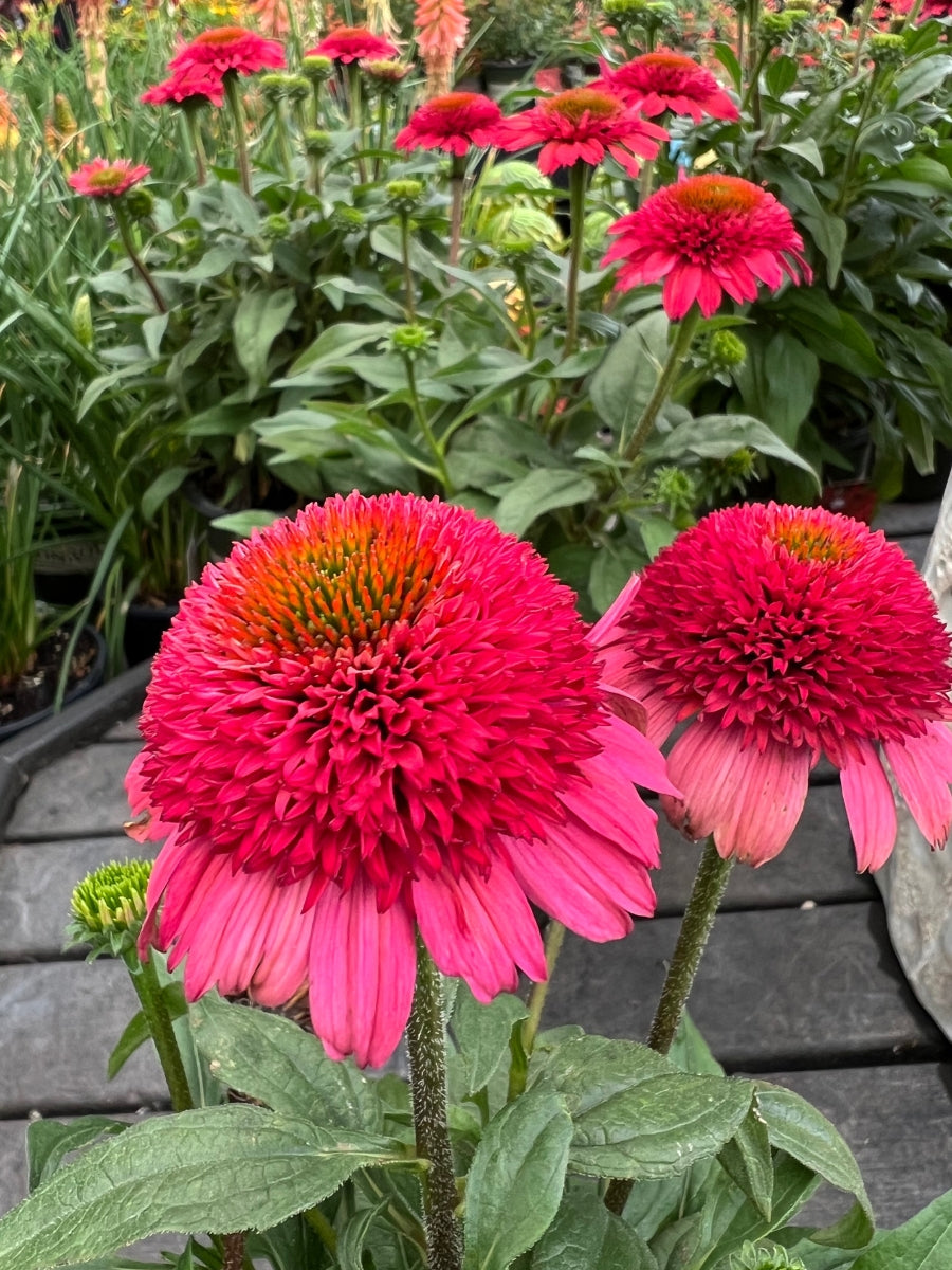 Echinacea Sunny Days Ruby 1G