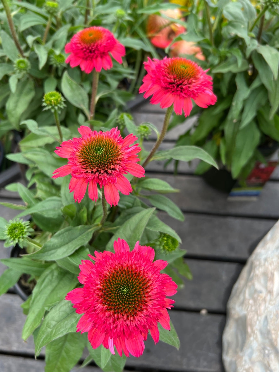 Echinacea Sunny Days Ruby 1G